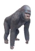 Sculpture en résine Gorille XXL Original - 130cm